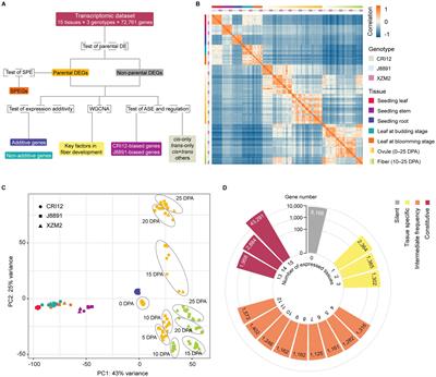 Dynamic patterns of gene expressional and regulatory variations in cotton heterosis